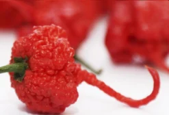 Pimenta Carolina Reaper Vermelha - Capsicum Chinense - Sementes