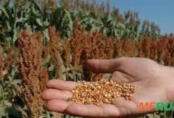 Sorgo para Venda - 6.000 Sacas em Campo Alegre de Goiás - GO