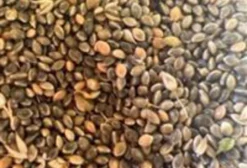 Painço Verde Secado em Terreiro – Semente para Comercialização e Plantio (Saco 50kg)