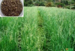 Sementes de Aveia Preta – Alta Germinação e Qualidade