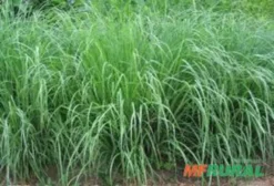 Semente de Capim Andropogon Safra 2025 - Alta Germinação, Resistente à Seca
