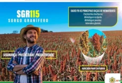 Semente de Sorgo Granífero SGR115 - Saco 6kg para Safrinha em Uberlândia/MG