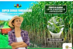 Semente Super Sorgo Forrageiro – Saco 6 kg para Silagem de Alto Rendimento