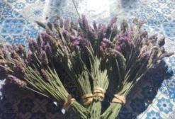 Flores de Lavanda Desidratadas Orgânicas (Lavandula Dentata) - 1 kg - Toledo/MG