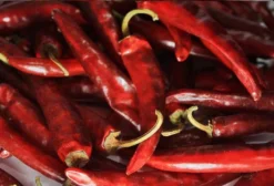Pimenta Páprica Húngara Doce Picante - Capsicum Annuum - Sementes