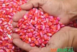 Semente de Milho para Plantio – Variedades Agroeste, Morgan, Dekalb e Pioneer – Itaquiraí MS