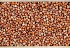 Sementes de Sorgo Forrageiro IAC Santa Elisa – Alta Produtividade para Silagem e Forragem