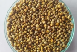 Semente de Milheto IPA Bulk 1 BF – Forrageira para Pastejo Rotacionado