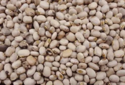 Semente de Mucuna Cinza Fiscalizada - Forrageira para Adubação Verde
