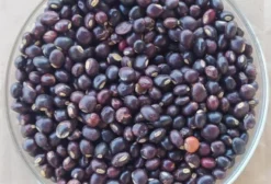 Semente de Feijão Guandu 2 SuperN Forrageiro - Adubação Verde e Alimentação Animal