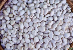 Semente de Feijão de Porco (Canavalia ensiformis) - Cobertura do Solo - R$ 14,00/kg