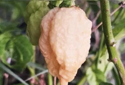 Pimenta Carolina Reaper – Pêssego – Capsicum Chinense – Sementes