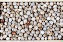 Semente de Guandu Arbóreo Fava Larga para Adubação Verde e Forragem