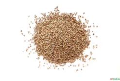 Sementes de Milheto BRS 1501 – Ideal para Plantio e Manejo Agrícola