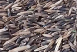 Semente de Aveia Preta Embrapa 29 Beneficiada - R$1,80/kg em Mamborê/PR
