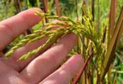 Sementes Frescas de Arroz Ornamental Black Madras (Oryza sativa) - Comestível