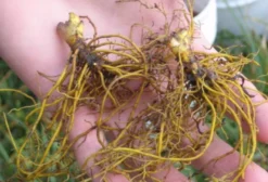 Sementes de Hydrastis Canadensis (Goldenseal) - Raiz Dourada - Erva Medicinal Rara (5 sementes)