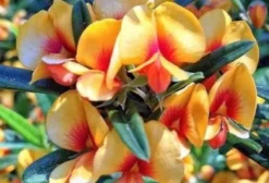 Sementes de Alecrim Dourado (Oxylobium ellipticum) – Raro, Comestível e Ornamental