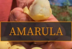 Sementes de Sclerocarya Birrea (Marula / Amarula) – Frescas para Germinação