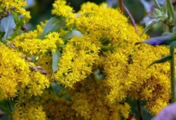 Sementes de Galium Verum (Erva Coalheira) – Aromática, Medicinal e Comestível – 25 Unidades