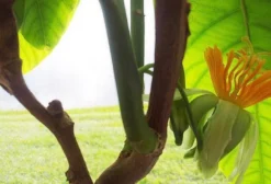 Sementes de Maracujá de Árvore (Passiflora macrophylla) – Granadila del Monte – Raríssima