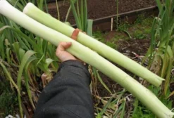 Sementes de Alho-Poró Gigante Suíço Precoce - Allium Ampeloprasum Porrum Geant (25 sementes)