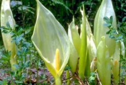 Sementes de Lírio Arum Italicum Marmoratum (Arum Fantasma) - 5 Unidades