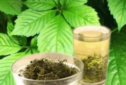 Sementes de Gynostemma Pentaphyllum (Jiaogulan) – Erva da Imortalidade