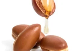 Pacote com 5 Sementes Frescas de Argan (Argania Spinosa) - Ouro Marroquino para Cultivo