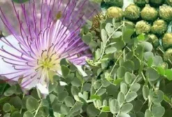 Sementes Frescas de Alcaparra Sem Espinhos (Capparis Spinosa Var. Inermis) - 20 Unidades
