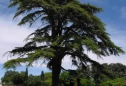 Sementes de Cedro do Líbano (Cedrus libani) – 4 Unidades – Árvore Ornamental Histórica