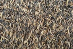 Semente de Aveia Preta Embrapa 139 – 40 kg – Alto Rendimento em Grãos e Pastagem