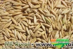 Semente de Aveia Branca URS Taura – Produção Própria – Embalagem de 40 kg