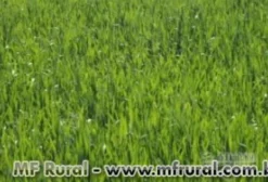Sementes de Trigo BRS Tarumã – Duplo Propósito (Pastagem e Grão) – Lagoa dos Três Cantos/RS