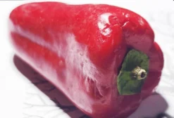 Mini Pimentão Híbrido Kalani - Capsicum Annuum - Sementes