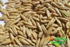 Semente de Aveia Branca URS Taura – 40 kg (Lagoa dos Três Cantos, RS)