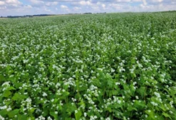 Semente de Trigo Mourisco (Fagopyrum esculentum) para Cobertura de Solo e Adubação Verde – Condor/RS