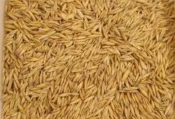 Sementes de Aveia para Plantio – Alta Germinação (Ijuí/RS)