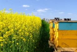 Sementes de Canola (Brassica napus) – Não Transgênica – 5kg com Frete Grátis