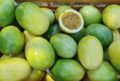 Semente de Maracujá Gigante SCS 437 Catarina – Pacote com 25g (Urussanga, SC)