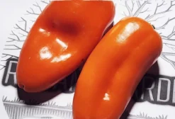 Mini Pimentão Híbrido Akamu - Capsicum Annuum - Sementes