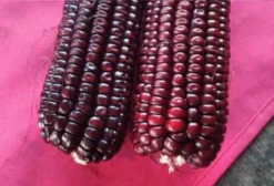 Semente de Milho Roxo Crioulo - Não Transgênico e Alta Germinação