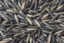 Sementes de Aveia Preta (Avena strigosa) para Cobertura de Inverno