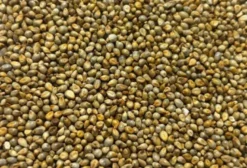 Semente de Milheto BRS 1501 (Pennisetum glaucum) – Alta Biomassa e Reciclagem de Nutrientes