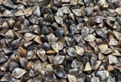 Sementes de Trigo Mourisco (Fagopyrum esculentum) - Ciclo Rápido e Alto Rendimento para Cobertura de Solo