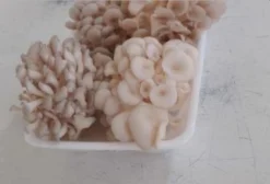 Cogumelo Shimeji Branco 100% Natural - Venda por Atacado e Varejo - Mogi Guaçu/SP