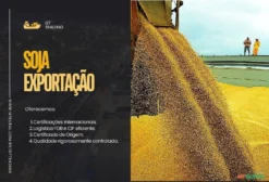 Soja para Exportação – Granel ou Sacas de 60kg – Santos/SP