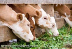 Sementes de Moringa Oleifera para Alimentação Animal – Alta Proteína e Nutrição