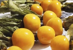 Sementes de Physalis Peruviana (Golden Berry) - Fisális Peruana