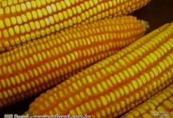 Semente de Milho AL Bandeirante – Ideal para Safra e Safrinha – Saco 20 kg